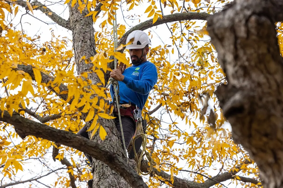 Skilled Tree Pruning crew working in Kintnersville