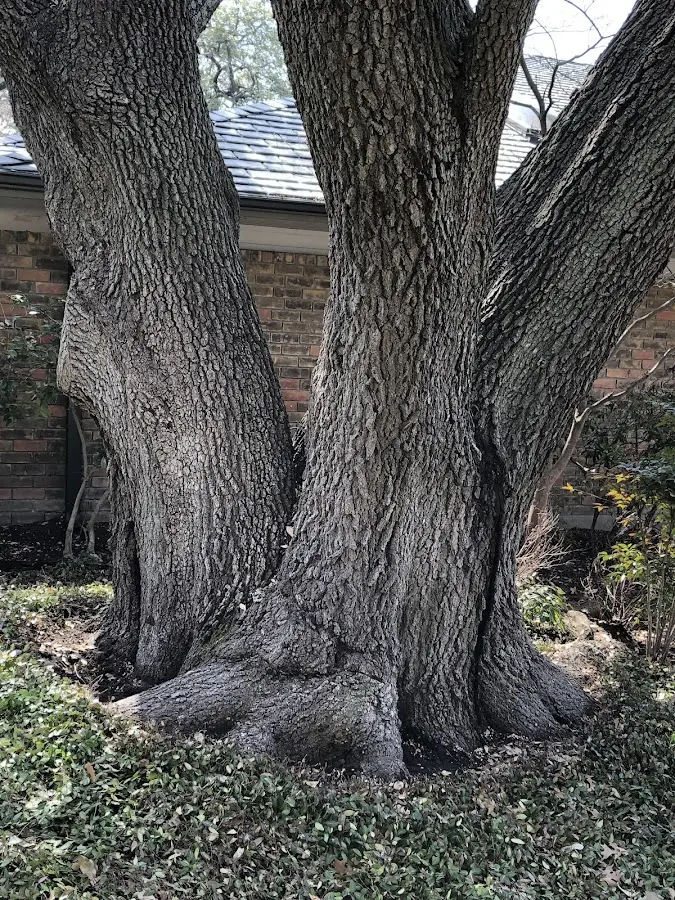 Mature heritage tree close to a Kintnersville property cared for by certified arborists